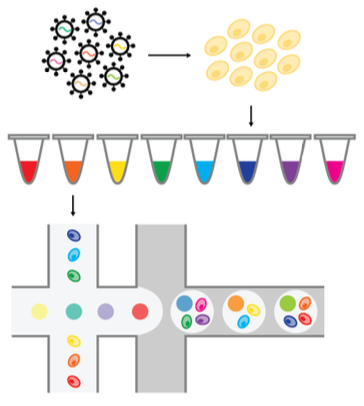 Droplet-based workflow for high-throughput genetic perturbation assays
