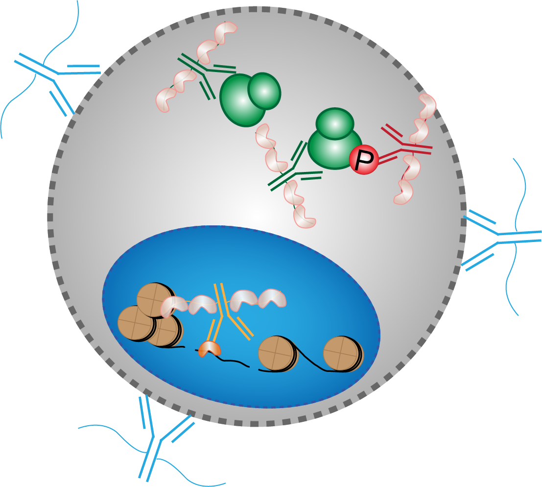 Illustration of multimodal measurements within a single cell